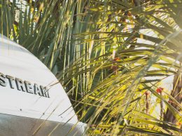 Close up of the Airstream name on a trailer with palm fronds in the background.