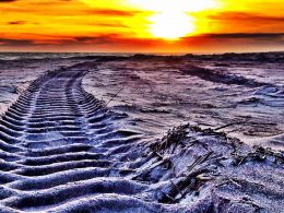 Truck tire tracks on sandy beach at sunset