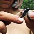 Close up of a giant horsefly being held by a shirtless causasian man while camping in Canada