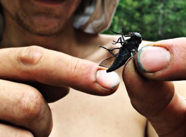 Close up of a giant horsefly being held by a shirtless causasian man while camping in Canada