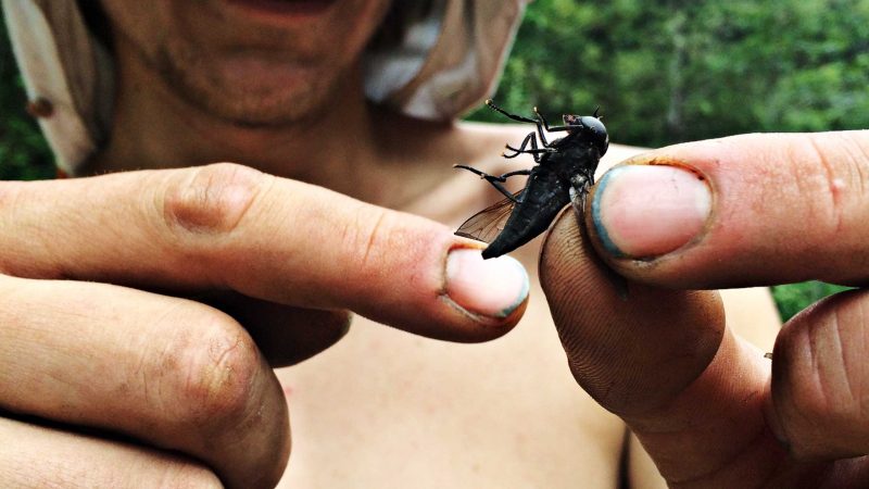Close up of a giant horsefly being held by a shirtless causasian man while camping in Canada