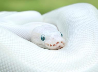 Close up of an albino ball python like the one Jennelle Eliana has as a pet.