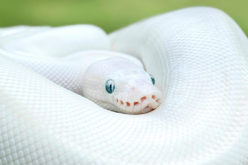 Close up of an albino ball python like the one Jennelle Eliana has as a pet.
