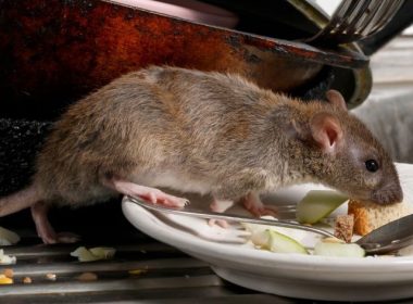 A rat eating food off a plate left by a sink in a kitchen.