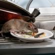 A rat eating food off a plate left by a sink in a kitchen.