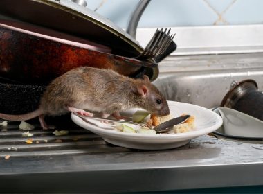 A rat eating food off a plate left by a sink in a kitchen.