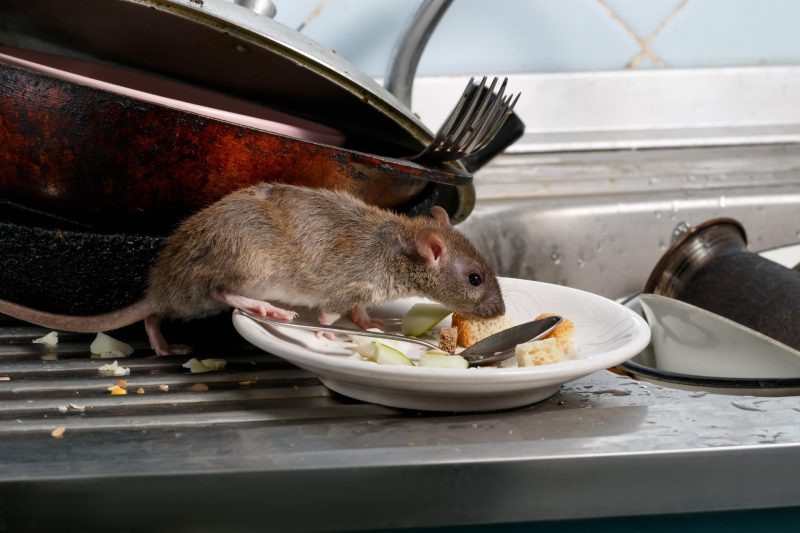 A rat eating food off a plate left by a sink in a kitchen.