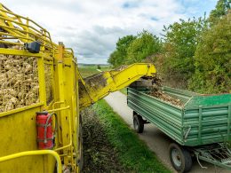 A harvester dumps sugar beets into a large wagon riding alongside it.