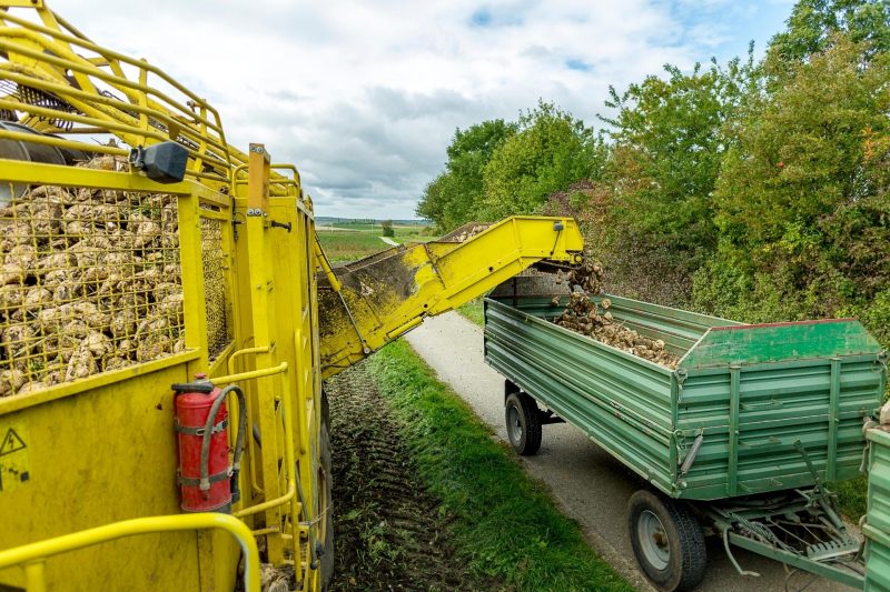 A harvester dumps sugar beets into a large wagon riding alongside it.