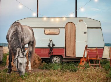A gray horse wearing a halter nibbles on grass outside of a mobile travel trail with string lights hung above it.