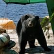 A black bear looks up at the camera as it investigates a campsite down by the water.