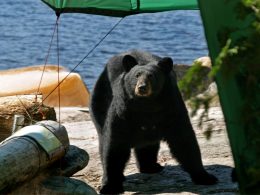 A black bear looks up at the camera as it investigates a campsite down by the water.