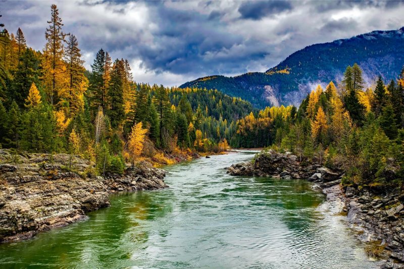 A forest with autumn trees turning golden yellow line a river flowing down from the mountain.