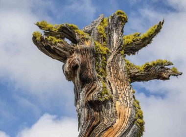 The top of a dead, twisted, moss covered tree trunk against a blue sky.