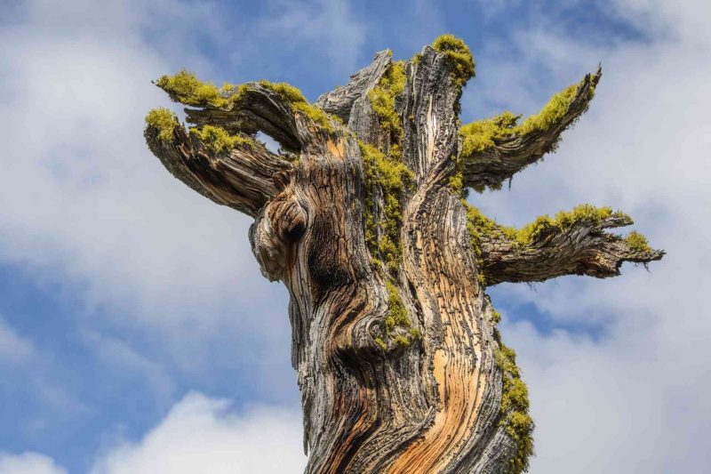 The top of a dead, twisted, moss covered tree trunk against a blue sky.