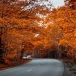 A road in Bar Harbor winding through a forest of saturated orange trees in the fall.
