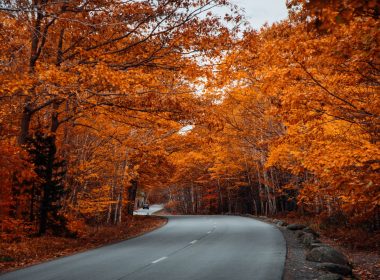 A road in Bar Harbor winding through a forest of saturated orange trees in the fall.