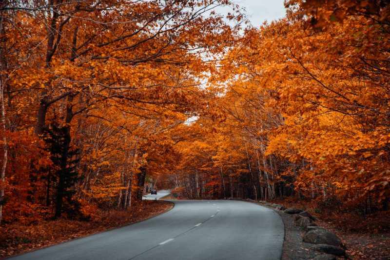 A road in Bar Harbor winding through a forest of saturated orange trees in the fall.