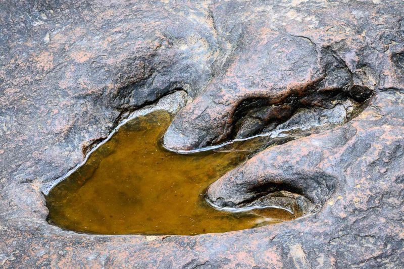 A theropod dinosaur footprint in stone filled in with water.
