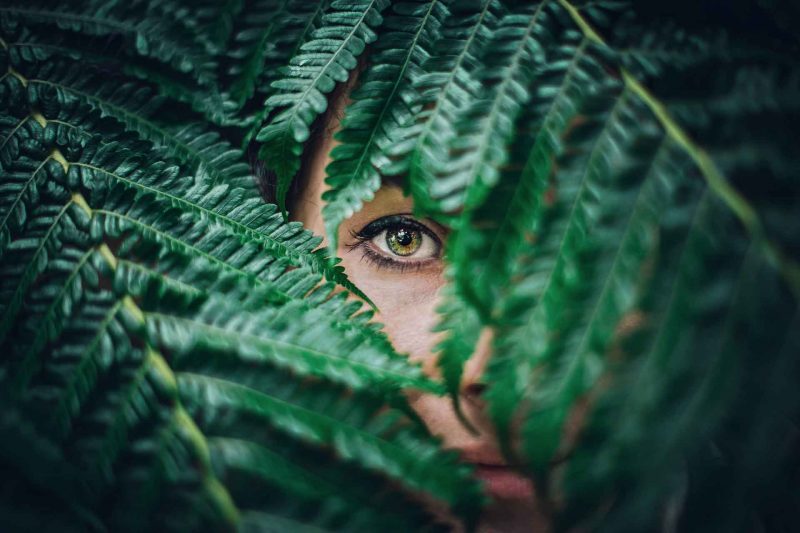 An eye pears through the ferns in the woods, hiding behind the wonder of the beauty of the forest.