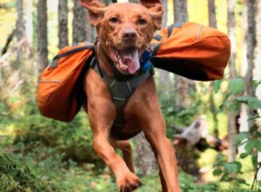An off leash dog sprinting through the woods.