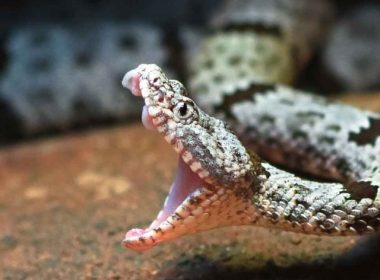A rock rattlesnake mid-strike with mouth open and fangs protruding.