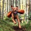 An off leash dog sprinting through the woods.
