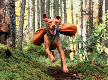 An off leash dog sprinting through the woods.