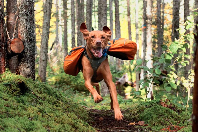 An off leash dog sprinting through the woods.