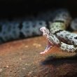 A rock rattlesnake mid-strike with mouth open and fangs protruding.