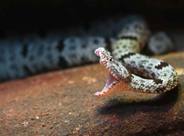A rock rattlesnake mid-strike with mouth open and fangs protruding.
