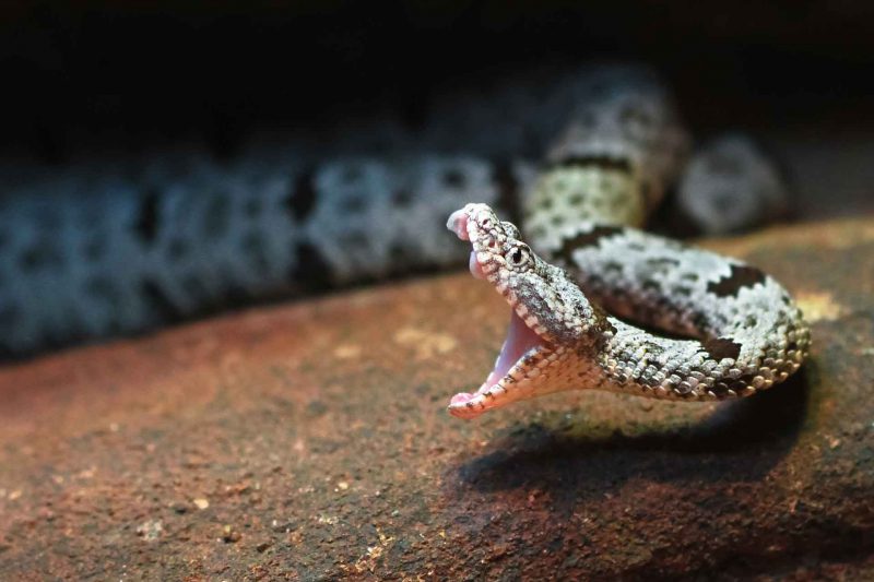 A rock rattlesnake mid-strike with mouth open and fangs protruding.