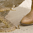 Rattlesnake attempting to bite someone wearing leather boots.