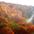Fall foliage from an aerial viewpoint as a road splits the trees.