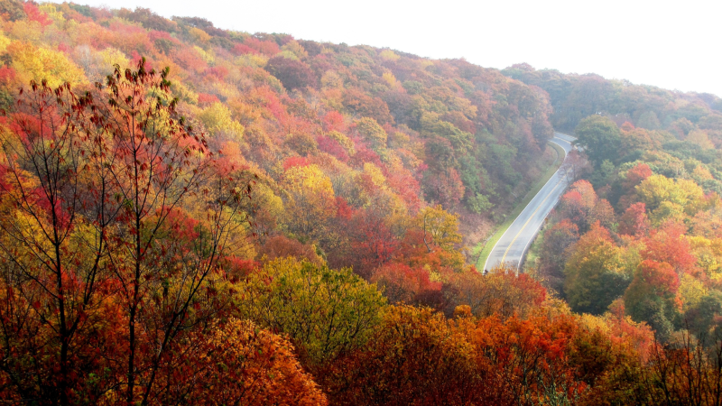 Fall foliage from an aerial viewpoint as a road splits the trees.