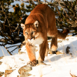 Mountain lion stalking down a snowy rock.