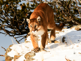 Mountain lion stalking down a snowy rock.