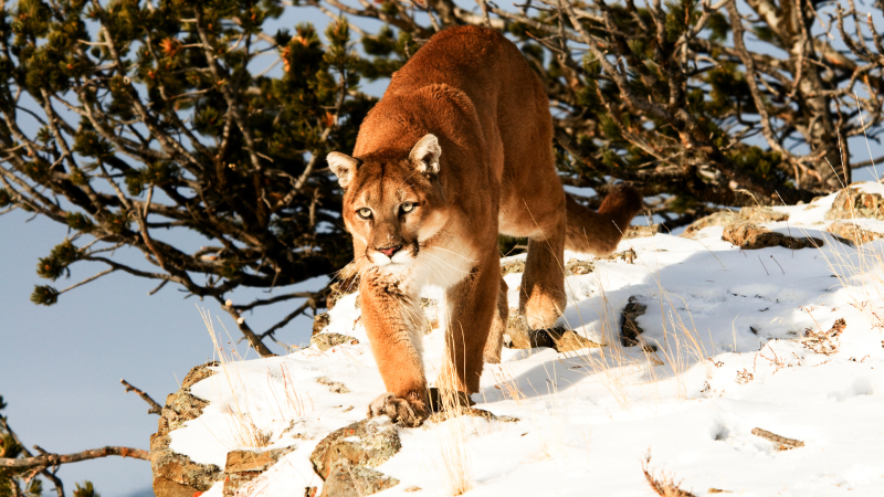 Mountain lion stalking down a snowy rock.