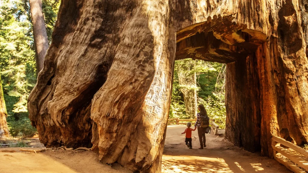 A mother and her child walk under a massive tree tunnel in Yosemite National Park.