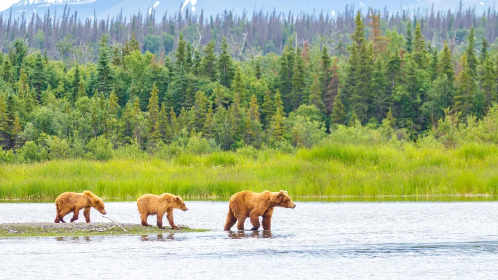 Three young bears walking across a bit of water in Alaska, as a dense woods sit in the background. 