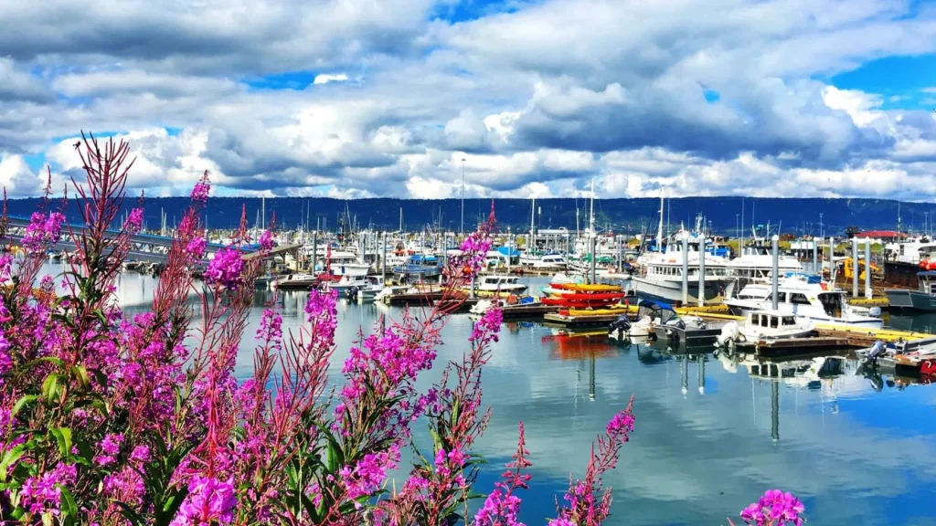 Fireweed over Homer Harbor, filled with boats as clouds loom over a bright blue sunny sky. 
