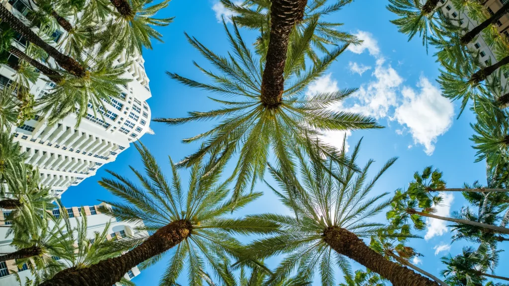 An upward view of palms in a trianglular shape in the center, featuring white buildings and a bright blue sky dotted with a few spotty clouds.