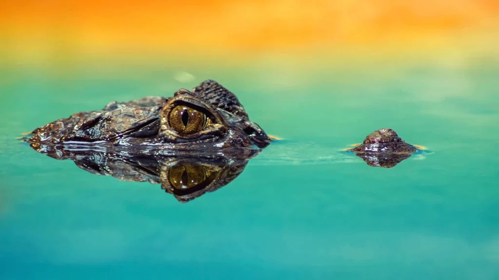 An alligator submerged in turqoise water as the sun sets, provinding a bright orange in the background to contras the turqoise waters. We see the eyes and snout in this profile of a submerged alligator. 