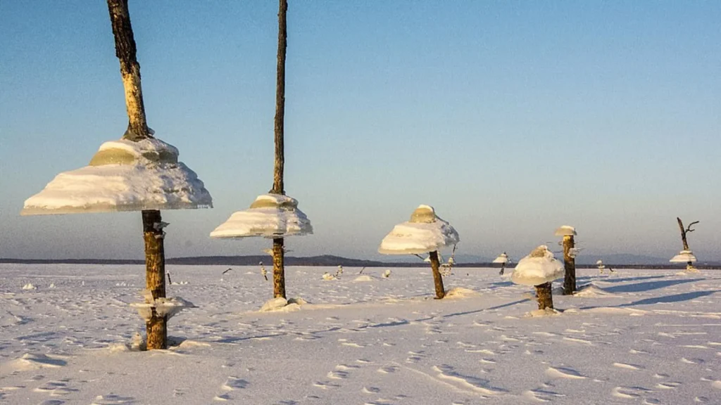 Ice forming on the tops of and midsections of logs and dead trees, that look similar to mushrooms. 
