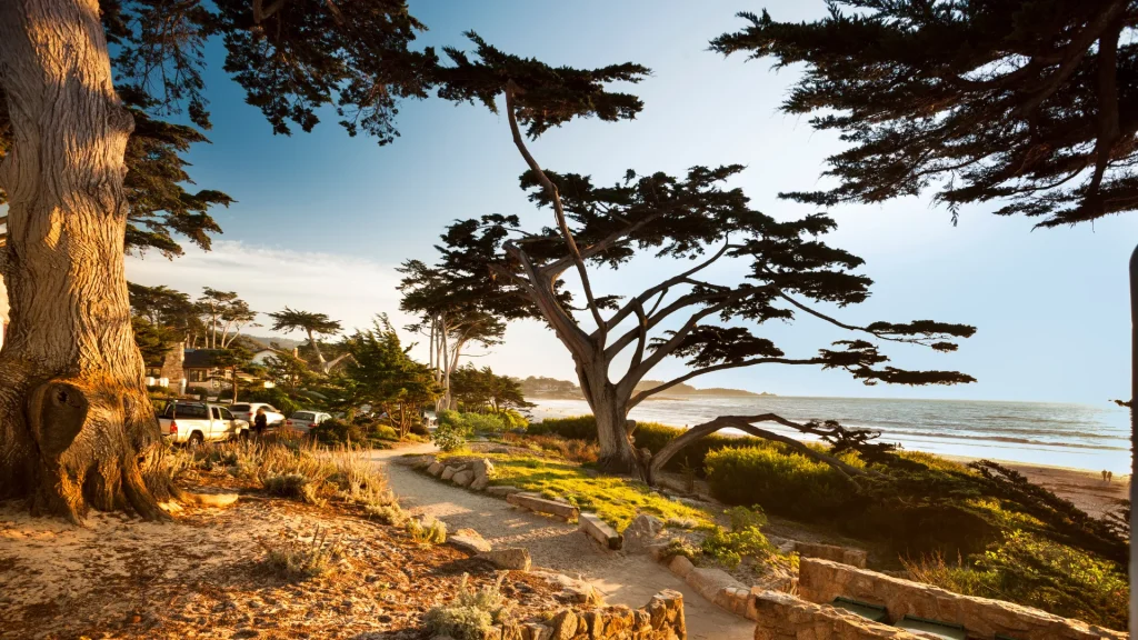 Carmel Beach in Carmel-by-the-Sea with mature trees as you look out towards to ocean atop this amber-toned cliff as it from the golden sunlight.