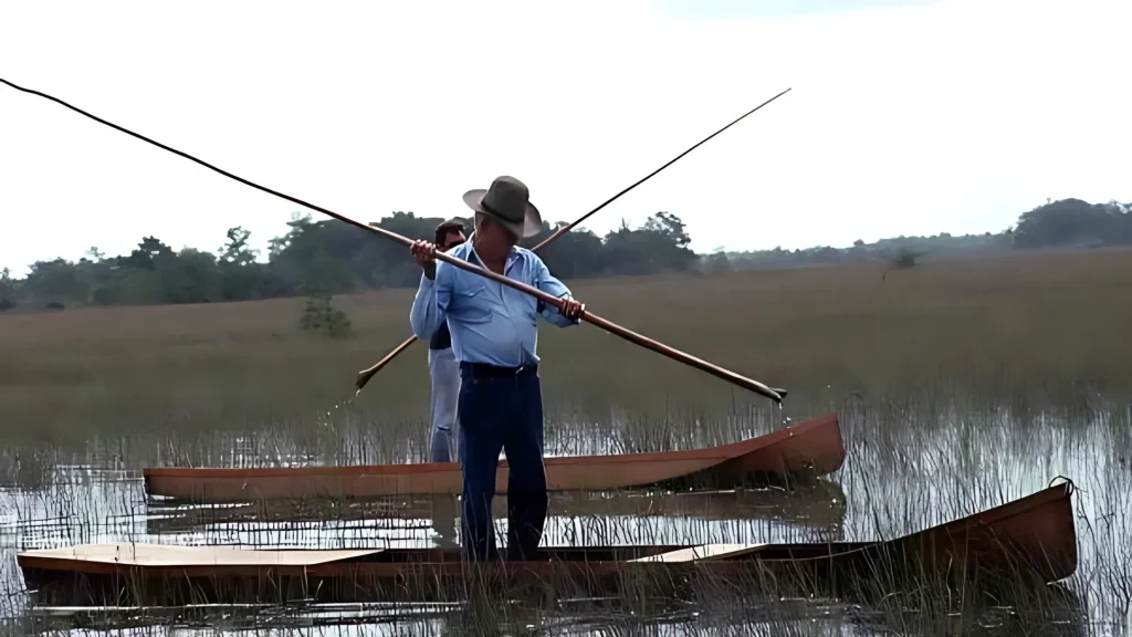A recent photo of Glenn Simmons, a well-known Gladesmen. Him and another man stand in canoes with long poles to traverse the heavily reeded waters of the Everglades. 