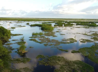 A photo of the Everlades in Florida. It shows the reeded waters and densely grassed areas with a very bright white-grey sky with spots of clouds on this sunny day.
