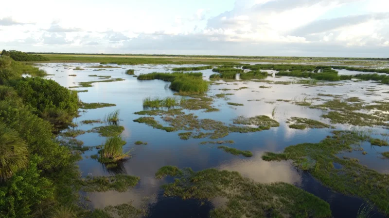 A photo of the Everlades in Florida. It shows the reeded waters and densely grassed areas with a very bright white-grey sky with spots of clouds on this sunny day.