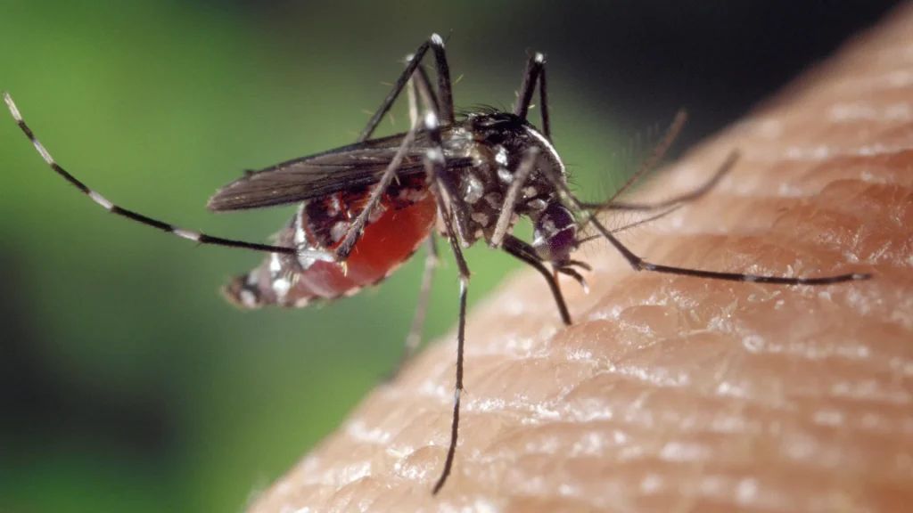 A mosquito sucking the blood out of someone against an out of focus outdoors backdrop. 