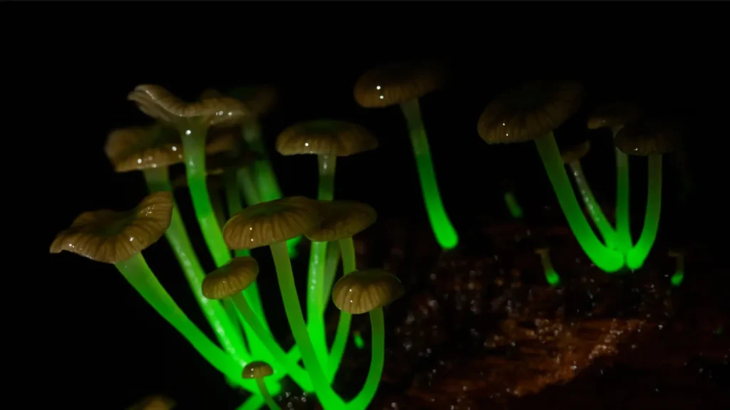 Bioluminescent Mushroom in Brazil with glowing green stems in a dark environment. 